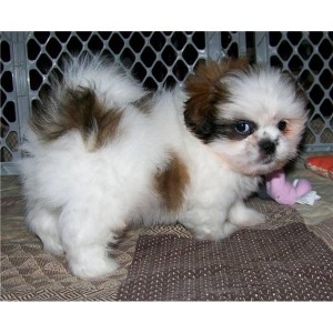 ******Adorable Cute Family Male and Female Shih Tzu Puppies available  for X-mass***Please Contact Now