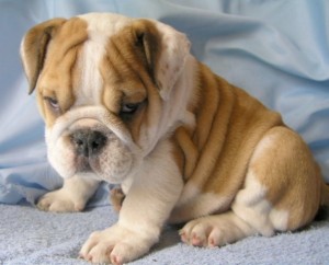 cute male and female bulldog puppies