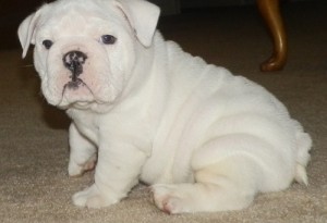 adorable pure white englixmas sh bulldog puppies for adoption