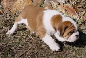 English Bulldog Puppies for Sale