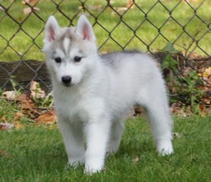 Lovely Siberian Husky Puppies In Need Of A Good X-MASS Home.