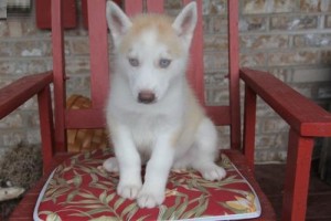 licensed Veterinarian siberian husky puppies 4 sale