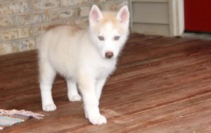 Siberian Huskys originate from within