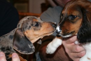 X-MAS MALE AND FEMALE DACHSHUND PUPPIES FOR FREE ADOPTION. TEXT (760) 823-7180