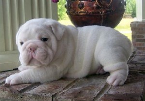 lovely  and Healthy english Bulldog  Puppies For Adoption