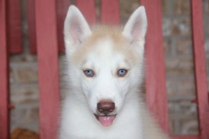 hold and kiss since siberian husky puppies 4 sale