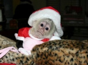 FREE X-MAS MALE AND FEMALE CAPUCHIN MONKEY READY TO GO TEXT US AT (760) 823-7180