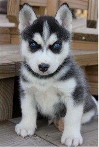 Cute Male and Female Siberian Husky Puppies Available for Christmas text via (505) 369-7865