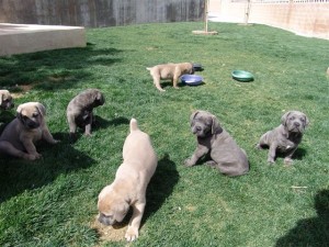 Cane Corso puppies