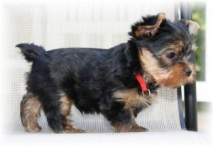 Quality Home Raised Tea-Cup Yorkie Puppies Available.