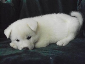 sweet caring akita puppies for adodtion