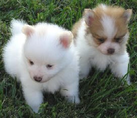 (FREE)X-MASS Pomeranian puppies FOR NEW FAMILY HOME ADOPTION