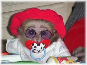 xmas adorable baby capuchin monkey