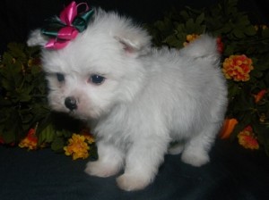 Adopt Me Now!! Snowflake The female white Maltese puppy