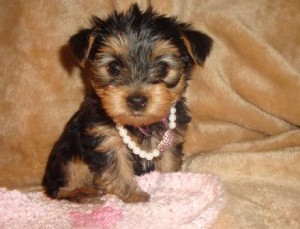 Sweethart Sweethart Yorkshire Terrier Puppies For Sale