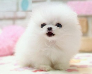 Xmas Ice White Micro Teacup Pomeranian pups