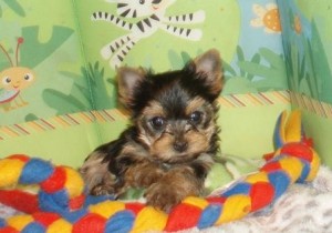 Kissy #2 Kissy #2 Yorkshire Terrier Puppies For Sale