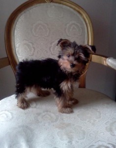 Lil Diesel Yorkshire Terrier Puppies For Sale
