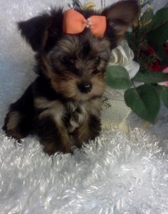 Klueso Klueso Yorkshire Terrier Puppies For Sale