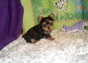 Spunky Spunky Yorkshire Terrier Puppies For Sale