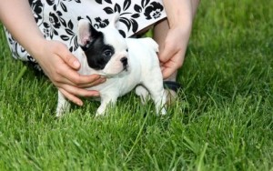 Family And Home Raised  male And Female black brindle and white pied French Bulldog puppies For X-MASS