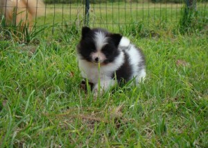 Three AKC Reg Pomeranian Puppies Available