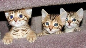 Bengal kittens for adoption free (515) 216-3013