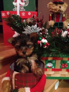 Caring  Teacup Yorkie Puppies for sale