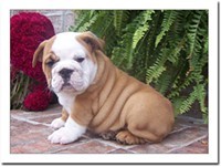 Gorgeous male and female ?? X-mas ?? English bulldog puppies available for adoption 732) 440-8848