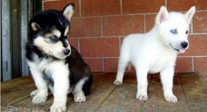 Akc Blue Eyes Siberian Husky Puppies for adoption