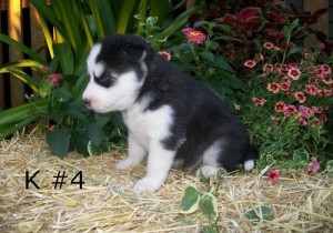 GOLDEN SIBERIAN HUSKY PUPPIES FOR GOOD HOMES