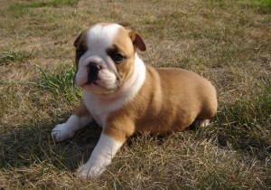 POTTY TRAINED ENGLISH BULLDOG PUPPIES FOR CARING HOME