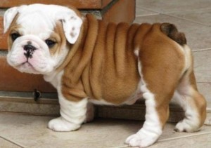 POTTY TRAINED ENGLISH BULLDOG PUPPIES FOR CARING HOME