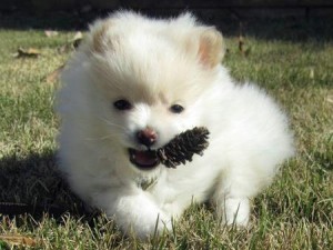 FEMALE POMERANIAN IS LOOKING TO FIND A LOVING HOME