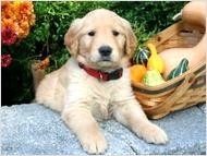 Kids Loving Female Golden Retriever Puppy Text   !!!!3202887410!!!! with email.