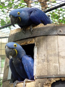 Two Tamed Hyacinth Macaw Parrots text me at 3202167807 and text only 3202167807