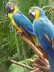 Baby Blue And Gold Macaws For Sale 16 Weeks Old