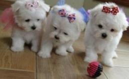 *** lovely maltese pups available***