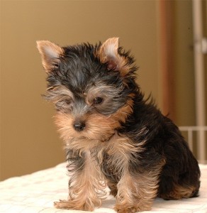 Awesome AKC Yorkie Babies(Champion Bloodline)