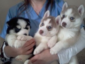 Blue eyed male and female Siberian husky puppies.