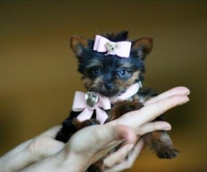 (FREE) X-MASS YORKSHIRE TERRIER PUPPIES FOR NEW FAMILY HOME ADOPTION