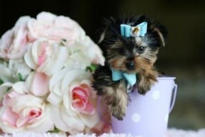 (FREE) X-MASS YORKSHIRE TERRIER PUPPIES FOR NEW FAMILY HOME ADOPTION