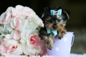 Cute Male and Female Yorkie Puppies Free Adoption