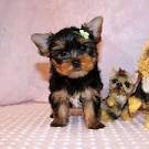 yorkie puppies for you