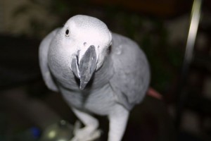 Lovely Congo African Grey Parrots ready for sale