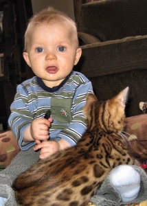 Beautiful Extra Charming Christmas ifGts Present.Male And Female Bengal kittens For Sale Now Ready To Go Home.