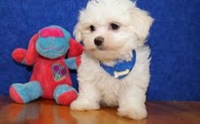 Cute White Maltese Puppies for adoption these Christmas.Text us at 307-363-7394