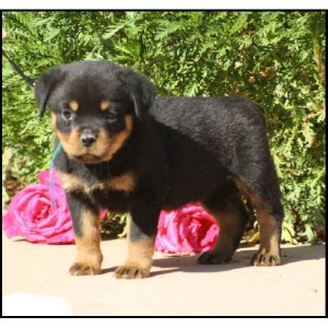 Outstanding rottweiler puppies for new home just leave us a text at  (901) 249-1677