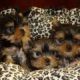 charming Teacup yorkie puppies for Christmas adoption