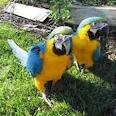 Baby Blue And Gold Macaws For Sale 16 Weeks Old